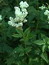 Filipendula ulmaria (Pflanze), Echtes Mädesüß, Färbepflanze, Färberpflanze, Pflanzenfarben,  färben, Klostergarten Seligenstadt